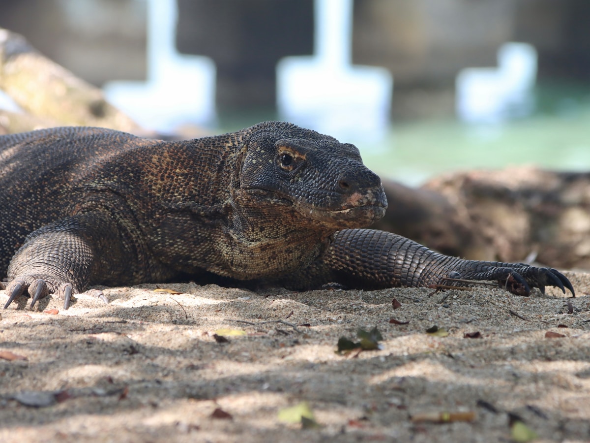 Komodo Sailing Trip – 1 Day