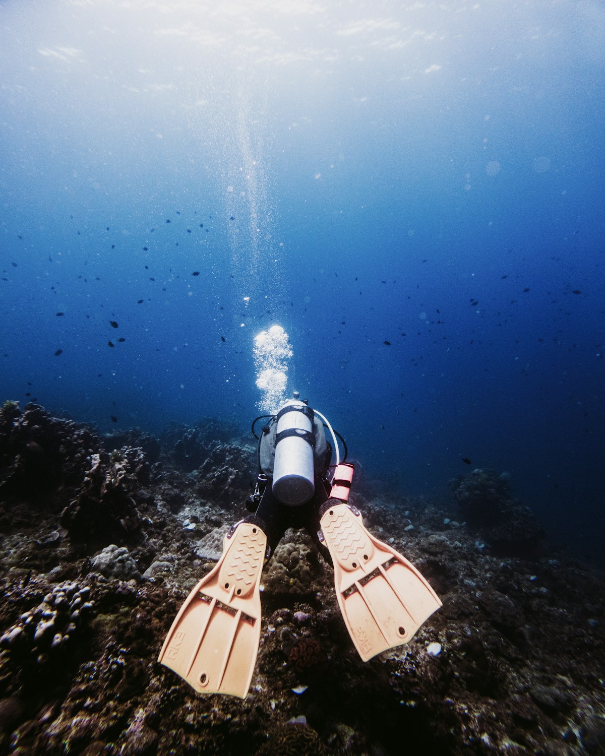 Scuba Diving